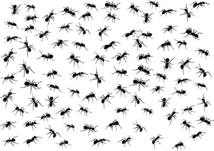 Tips for Controlling Ants Image